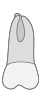 d1